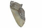 Partial, Fossil Megalodon Tooth - North Carolina #360798-1